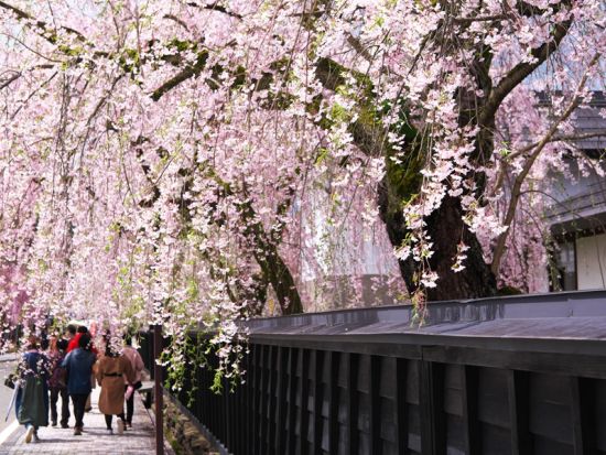 仙台発日帰りバスツアー 北東北の春を満喫！北上と角館で桜を愛でる旅＜お弁当付／仙台駅発着＞ by クラブツーリズム