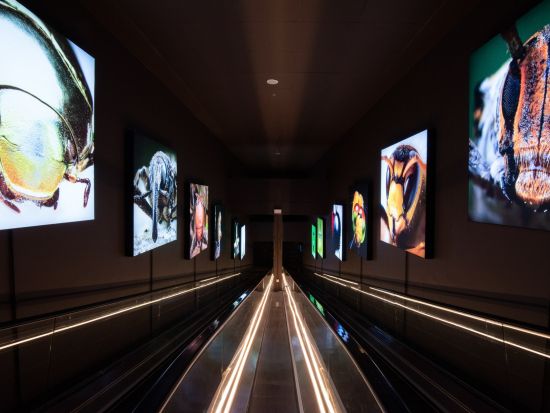 「エントピア by ペナンバタフライファーム」入場チケット　屋内外の展示で昆虫と植物の世界を楽しむ自然体験！