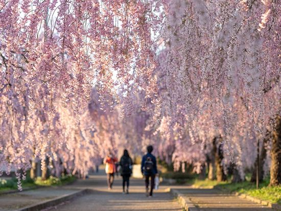 ダウンロード (50)