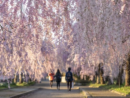 【4/17催行決定】仙台発福島日帰りバスツアー 日中線・鶴ヶ城・宮川千本桜 桜名所を巡る旅＜会津名物昼食付／仙台駅発着＞ by クラブツーリズム