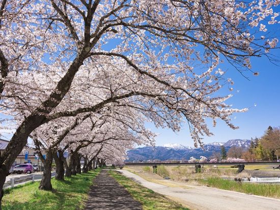 【4/17催行決定】仙台発福島日帰りバスツアー 日中線・鶴ヶ城・宮川千本桜 桜名所を巡る旅＜会津名物昼食付／仙台駅発着＞ by クラブツーリズム