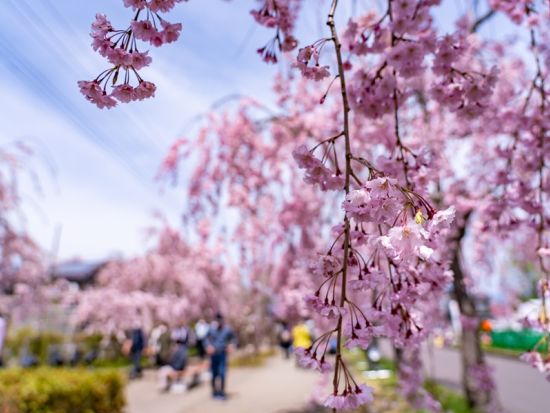 【4/17催行決定】仙台発福島日帰りバスツアー 日中線・鶴ヶ城・宮川千本桜 桜名所を巡る旅＜会津名物昼食付／仙台駅発着＞ by クラブツーリズム