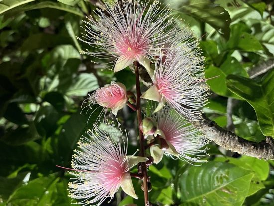 石垣島ナイトサファリツアー ヤシガニに出会える♪星空の下のジャングル探検 石垣島の夜に非日常体験♪＜約2時間／石垣島＞