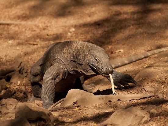 komodo dragon