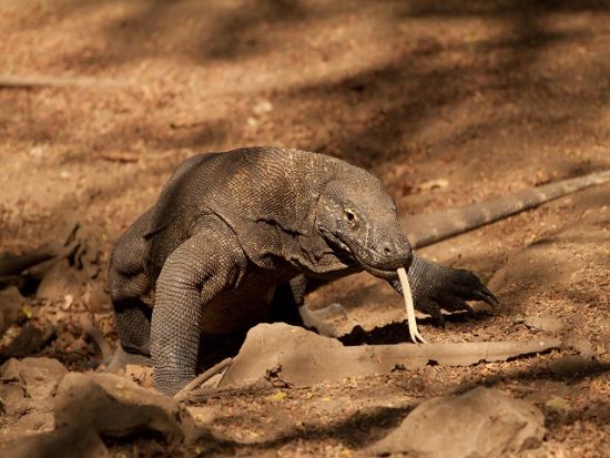 コモド島＆パダール島1日観光ツアー！ピンクビーチ＋シュノーケリング＋トレッキング＋マンタウォッチング＜混載／日本語ガイド／昼食付／ラブアンバジョ発着＞