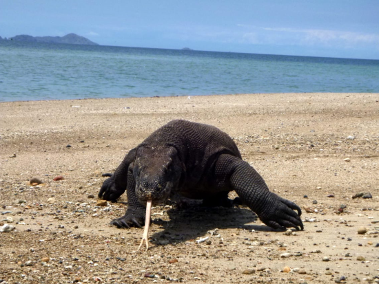 コモド島定番観光ツアー2日間！トレッキング＋ピンクビーチ、マンタウォッチングにシュノーケリングも＜混載／日本語または英語ガイド／ラブアンバジョ発着＞
