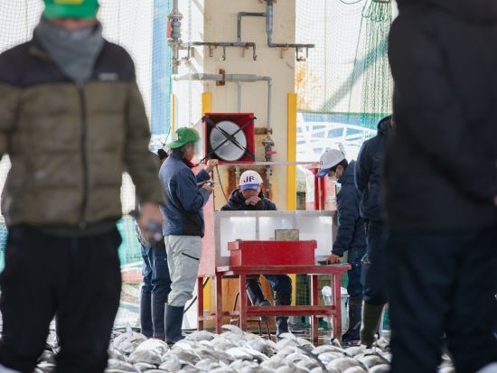 生まぐろ競り市場ガイドツアー　那智勝浦漁港での生まぐろ競り見学　地元ガイドが解説！＜1時間／那智勝浦町＞