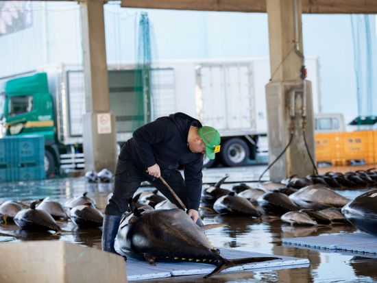 生まぐろ競り市場ガイドツアー　那智勝浦漁港での生まぐろ競り見学　地元ガイドが解説！＜1時間／那智勝浦町＞