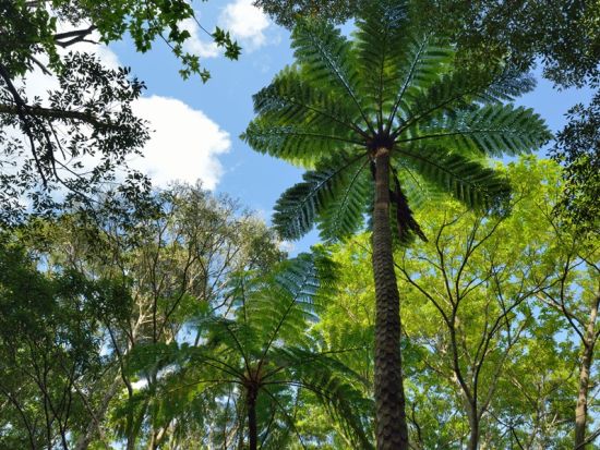金作原原生林 半日ロングウォークツアー 世界自然遺産の奥地へ！奄美大島エコツーリズム認定ガイド 田中嘉次さんがご案内！貸切も可＜少人数制＞ by アスベル