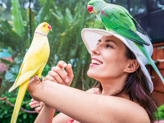 バードワールド キュランダ チケット予約　約60種の鳥が暮らす熱帯の楽園で鳥たちとのふれあいを楽しむ！