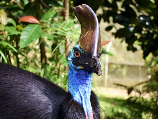 バードワールド キュランダ チケット予約　約60種の鳥が暮らす熱帯の楽園で鳥たちとのふれあいを楽しむ！