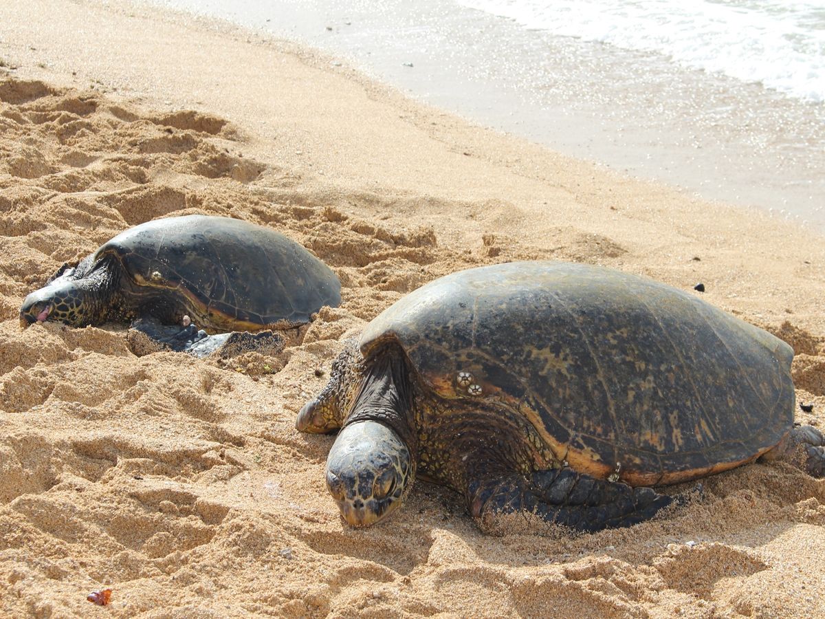 ヴァイス サンセットビーチ SR 4枚 サンセット・ビーチパーク[サンセット・ビーチ] | ハワイナビ
