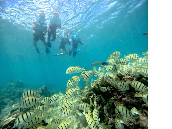 ハナウマ湾シュノーケリング　3歳から参加OK！1組貸切で日本語インストラクターがご案内　1日3便から選べる初心者専門ツアー　＜半日／水中写真付き＞