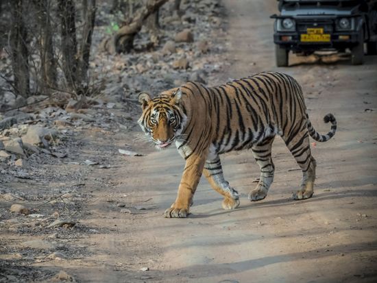 Ranthambore - Jeep Safari
