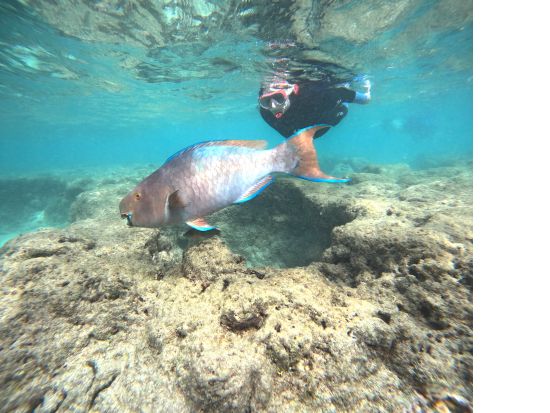 ハナウマ湾シュノーケリング　初心者OK! 日本語インストラクターのレッスン付き少人数制ツアー　器材持込みでお得なプランあり＜半日／水中写真付き＞