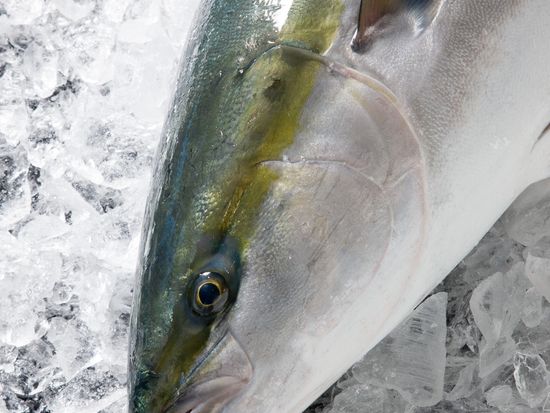 寒ブリ©(公社)とやま観光推進機構