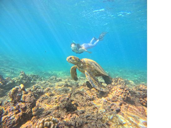 少人数制スキンダイビングツアー　初心者向け！ワイキキ沖のウミガメ生息ポイントで素潜り体験＜ボートエントリー／日本語インストラクター／送迎付き＞