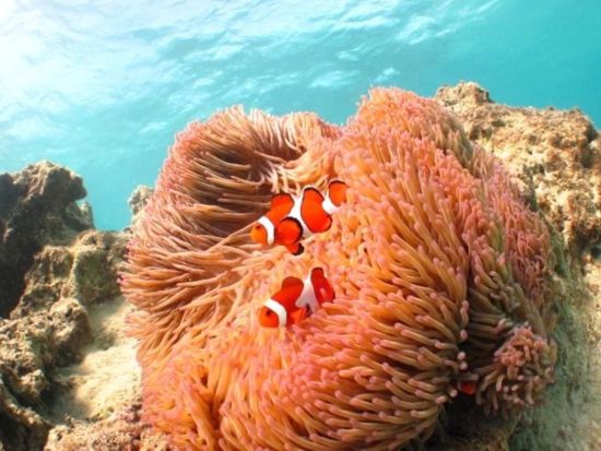 【貸切】美ら海シュノーケリング  専属ガイドの案内で泳ぎが苦手な方も初心者も安心 ＜餌あげ無料／浜川漁港発＞