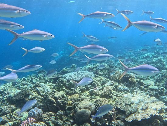 【貸切】水納島クルーズツアー　最大10名までOK！ジェット付きで楽しむ贅沢マリン体験＜名護発／1～10名＞