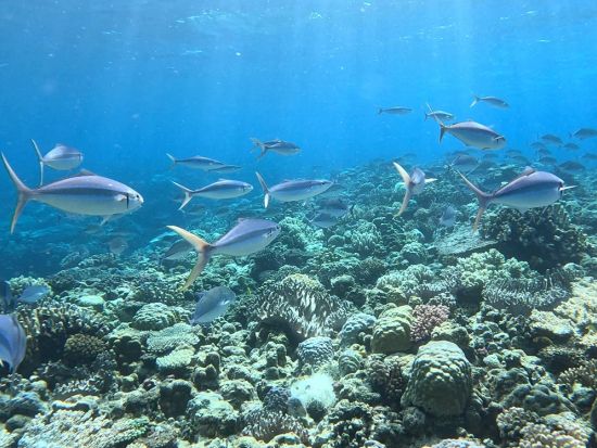 【本部港発】パラセーリング体験　名護の青い海を空から満喫♪＜5歳以上／2名から参加可能＞