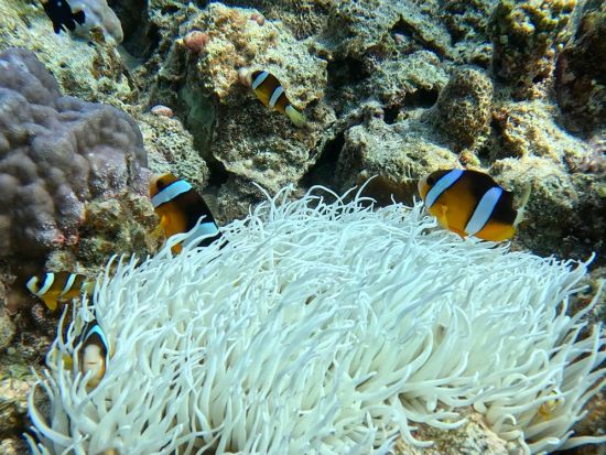 ジェットスキーツーリング　インストラクター同行で安心♪　瀬底島・水納島・古宇利島巡り＜3人乗りOK＞