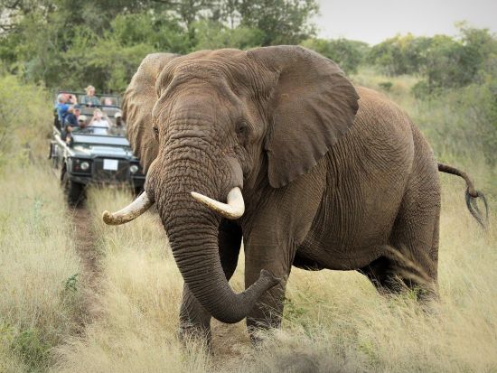 タンドラ・サファリ（Thanda Safari）宿泊パッケージ　南アフリカの高級サファリで大自然を堪能！選べるロッジまたはテント泊＜空港送迎可＞
