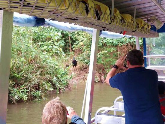 Daintree River  Cruise spotting Cassowary 1600 x938