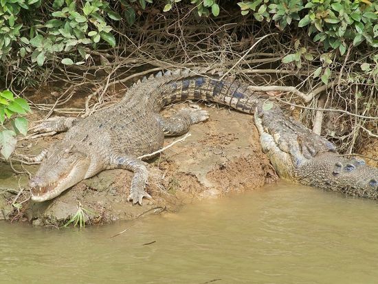 Daintree River. Beltchers croc Cruise Croc spotting