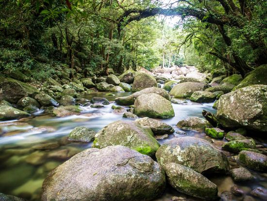 Mossman Gorge view