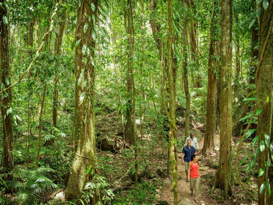 Mossom Gorge Rainforest Walk