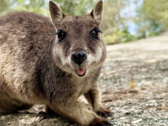 Granite Gorge. Rock wallaby