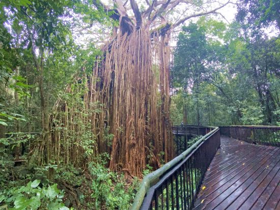 アサートン テーブルランド1日ツアー　グルメと大自然を満喫！バロン滝＋コーヒー＆スピリッツ試飲＋ワラビー餌やり体験＋グラニット渓谷＜英語ガイド／ケアンズ発＞