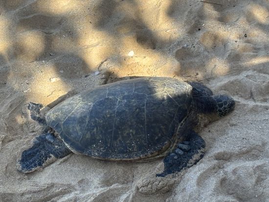 日本語タクシープライベートチャーター(4時間以上)