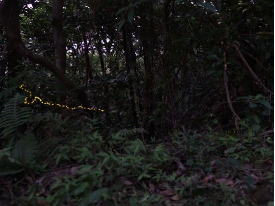 【期間限定】ホタルツアー 光の舞に包まれる感動体験！西表島で楽しむ幻想的なホタル観賞ツアー＜約2時間／西表島発＞