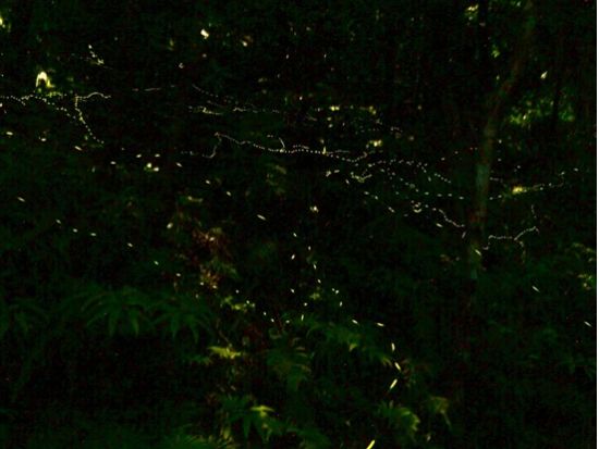 【期間限定】ホタルツアー 光の舞に包まれる感動体験！西表島で楽しむ幻想的なホタル観賞ツアー＜約2時間／西表島発＞