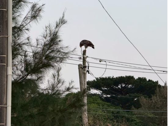 【期間限定】ホタルツアー 光の舞に包まれる感動体験！西表島で楽しむ幻想的なホタル観賞ツアー＜約2時間／西表島発＞