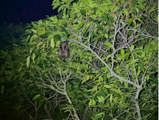 【期間限定】ホタルツアー 光の舞に包まれる感動体験！西表島で楽しむ幻想的なホタル観賞ツアー＜約2時間／西表島発＞