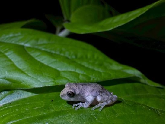 【期間限定】ナイトツアー 西表島ナイトジャングルさんぽ　夜の森で生き物観察＆プライベート体験＜約2時間／宿泊者限定／西表島発＞