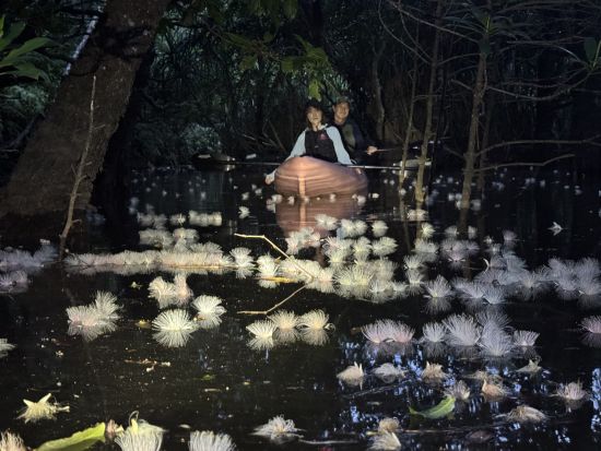 早朝サガリバナツアー 幻想的な絶景を堪能するマングローブカヌーツアー ！ ＜約3時間半／6月14日～7月31日／送迎可／写真プレゼント＞