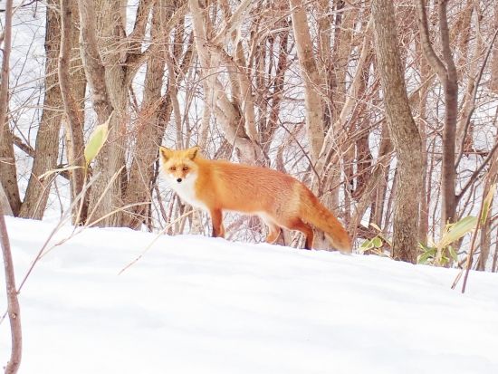 北見バスフリーパスチケット2日券付！おんねゆ温泉でクラフト体験＆雪原を案内白い森と丘の早朝ウォーク＜2026年2月1日～3月7日　北見市おんねゆ温泉2日間＞
