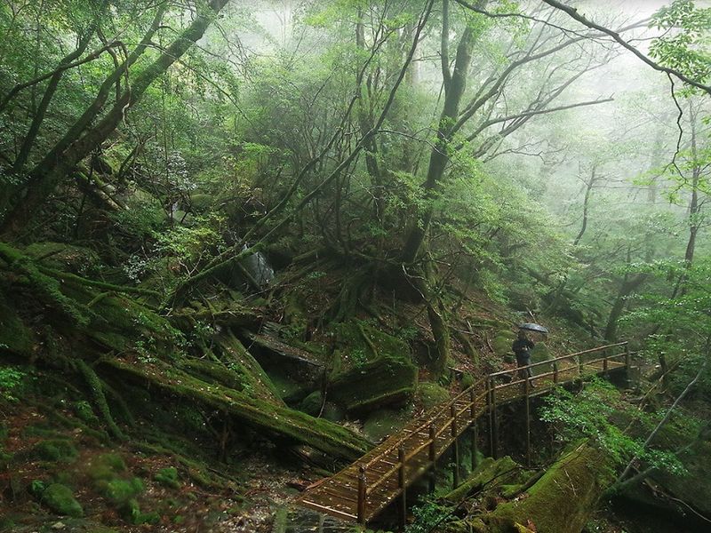 ヤクスギランド写真