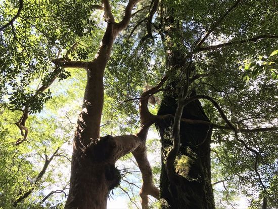 ヒメシャラと針葉樹