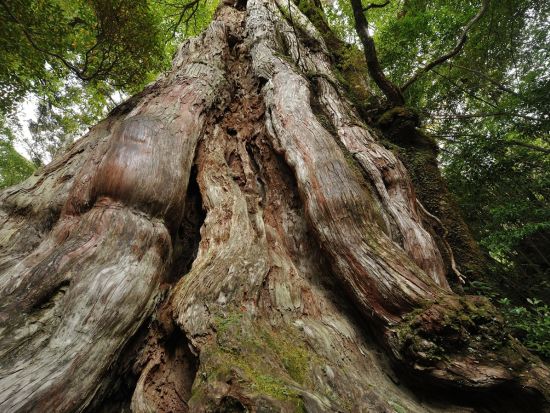屋久島大学おすすめガイドと行くトレッキングツアー・原生林ヤクスギランド＆2位の巨木・紀元杉を歩く旅＜送迎／昼食付／1日＞by屋久島アカデミー