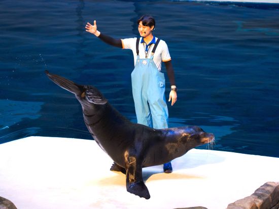 済州島　アクアプラネット済州　割引入場チケット　事前予約サービス