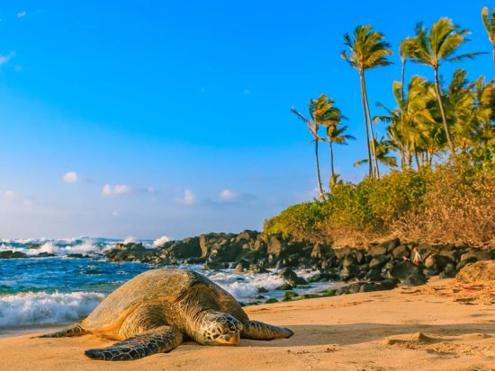 オアフ島1日制覇！人気観光スポット＆鉄板B級グルメ【ラニカイ・カイルア・ブーツ＆キモズ・ハレイワ・ウミガメ・ジョバンニ・タンタラス】＜日本人ガイド＆少人数制＞