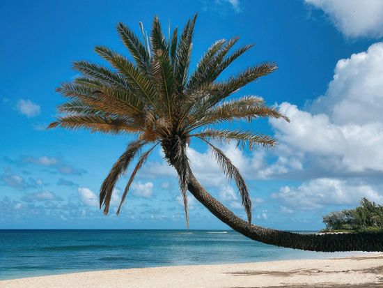 ハワイの大自然を満喫！ノースショア＆タンタラスの夜景【ハレイワ・ウミガメ・ガーリックシュリンプ・ドール・タンタラスの丘など】＜日本人ガイド＆少人数制＞