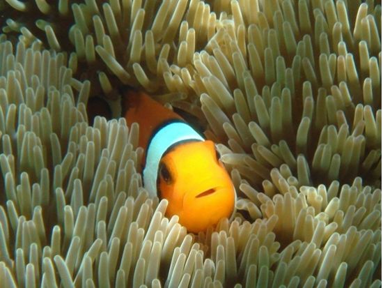 シギラビーチ発！サンゴ礁＆ウミガメと出会う感動体験♪初心者も安心のシュノーケルツアー＜1.5時間／器材レンタル無料／宮古島＞