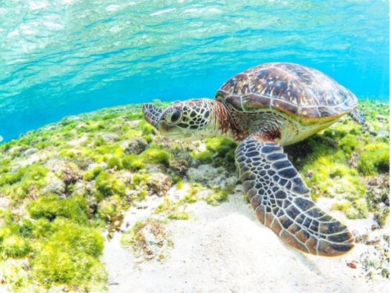 シギラビーチ発 宮古ブルーを漕ぎ出そう！カヤックで行くとっておきのシュノーケルスポット体験＜約2.5時間／宮古島＞