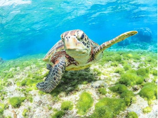 シギラビーチ発！サンゴ礁＆ウミガメと出会う感動体験♪初心者も安心のシュノーケルツアー＜1.5時間／器材レンタル無料／宮古島＞