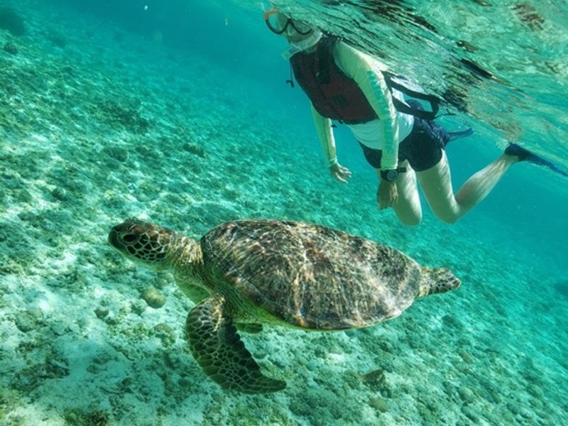 シュノーケリング